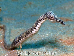 Double ended pipefish taken at Campsite 3, Ras Mohamed Park. by Nikki Van Veelen 